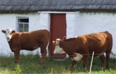 Donegal farmers to get �80 per suckler cow.